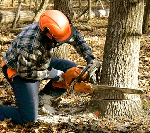 Tree Removal in Santa Fe, MO